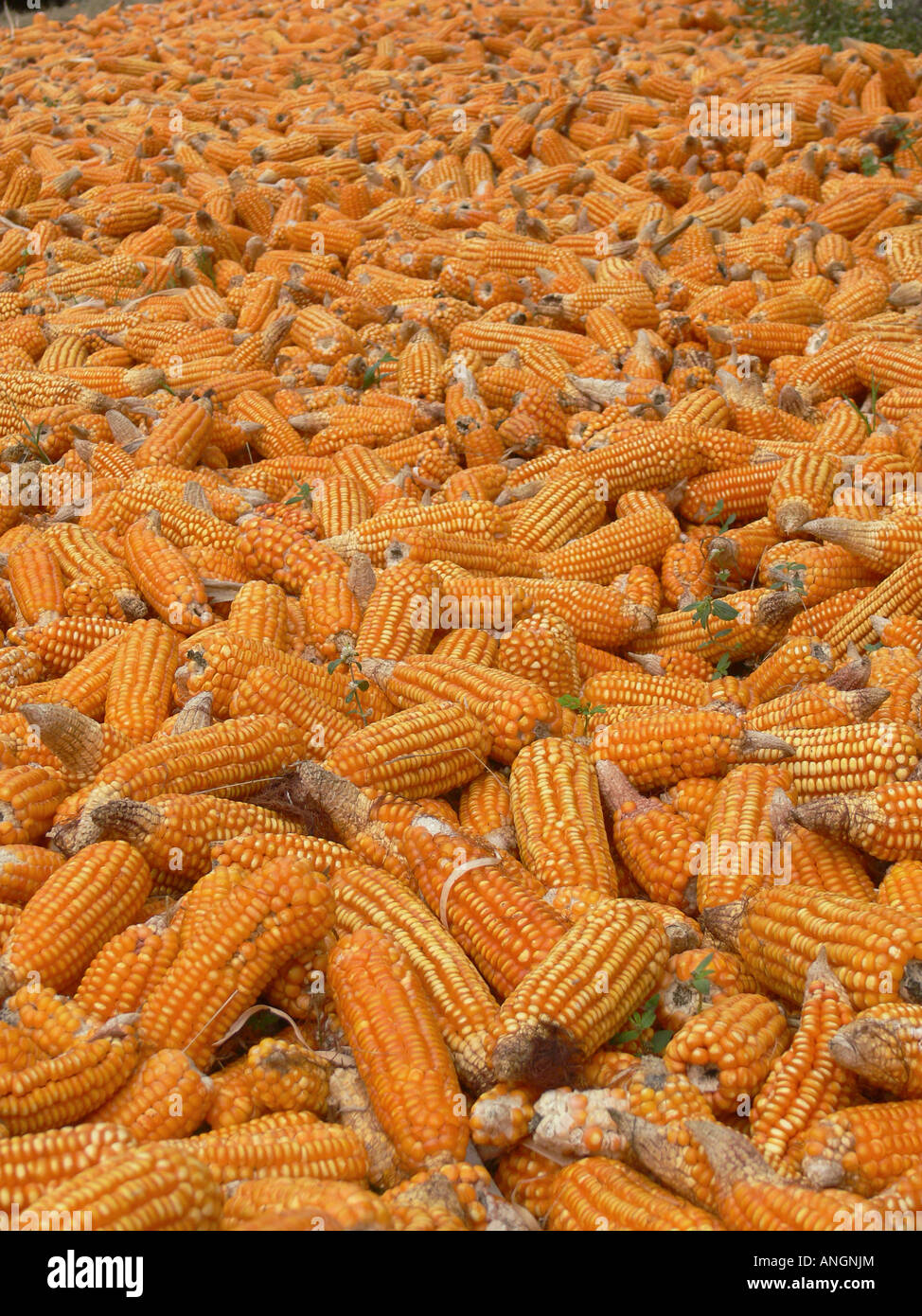 Corn, Zea mays var, Phaltan, Maharshtra, India. Stock Photo