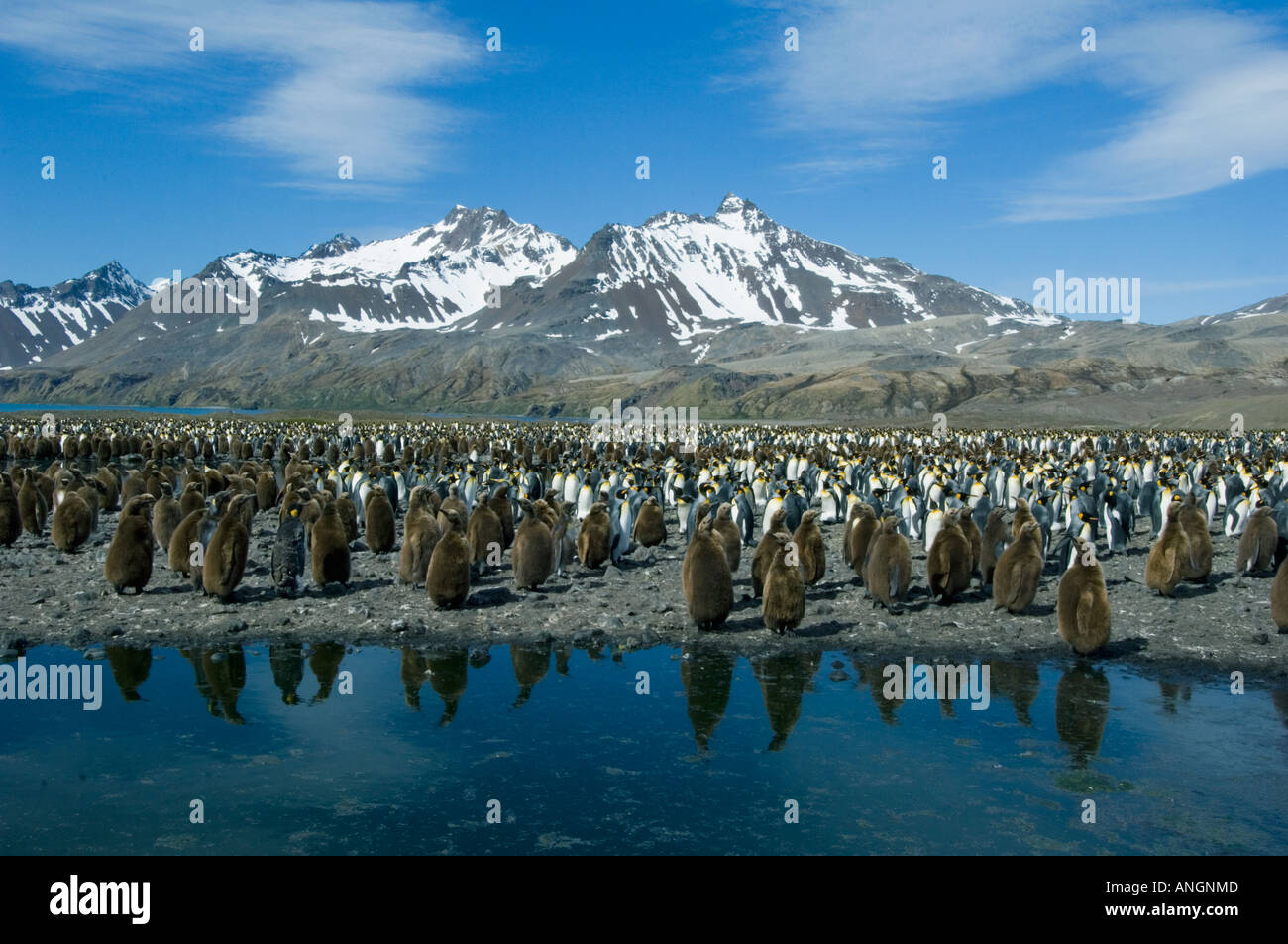 King Penguins (Aptenodytes patagonicus) Breeding colony, Fortuna Bay, South Georgia Stock Photo
