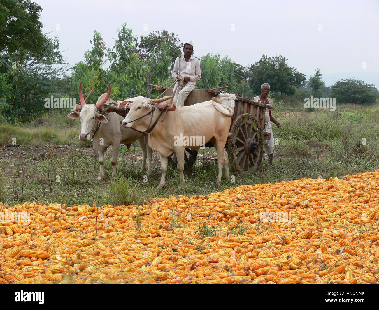 Bullock cart with men and Corn, Zea mays var, Phaltan, Maharshtra, India. Stock Photo