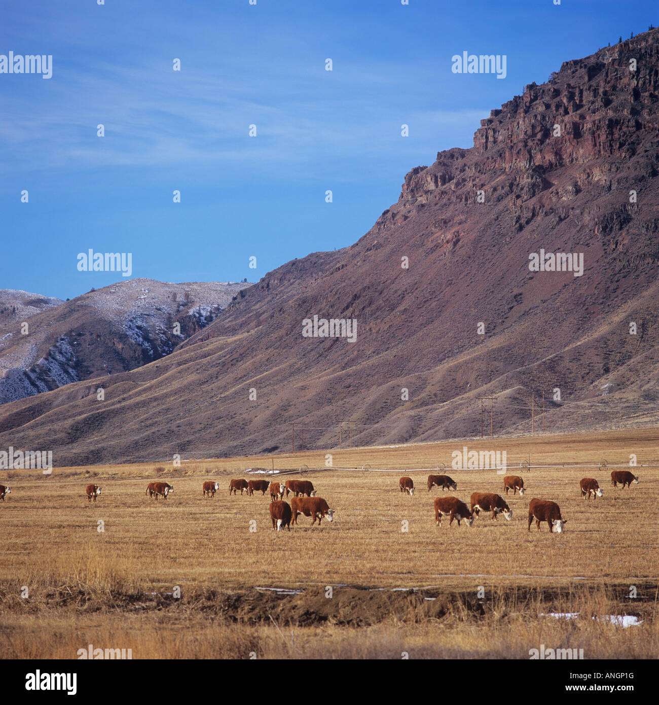 Grazing cattle between kamloops and cache creek hires stock