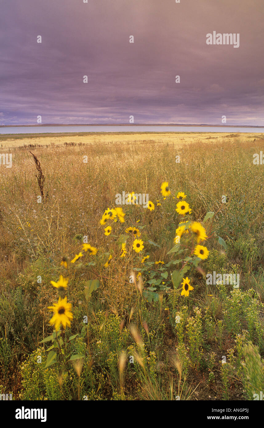 Meadow lake saskatchewan hires stock photography and images Alamy