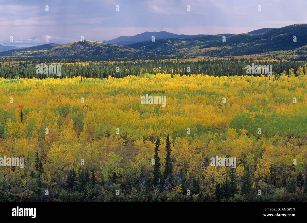 Fall Colours along Robert Campbell Highway, Yukon Territory, Canada
