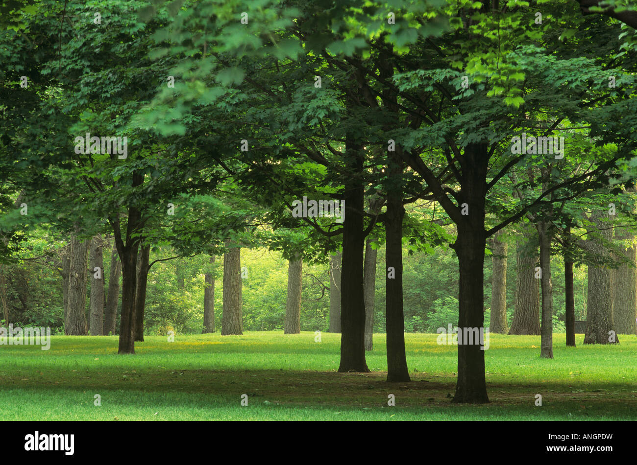 High park toronto summer hi-res stock photography and images - Alamy