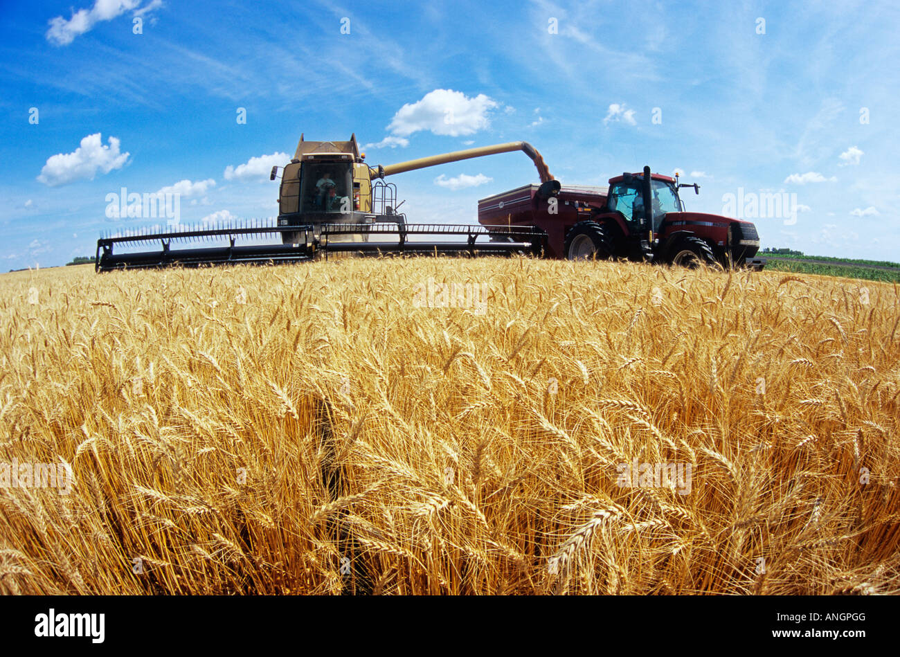 Winter wheat harvest near oakbank hi-res stock photography and images