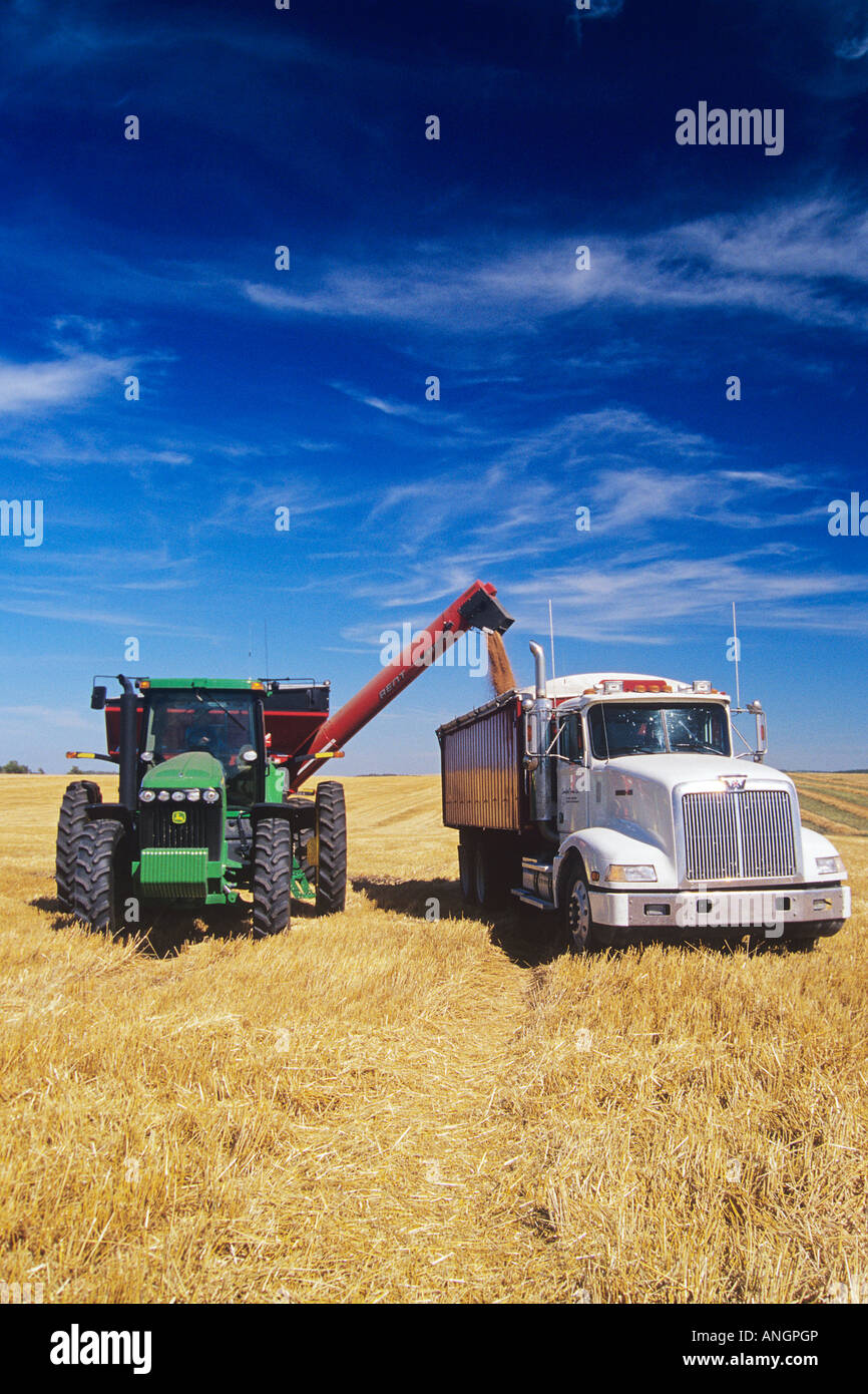 a grain wagon loads a farm truck with spring wheat during harvest, near