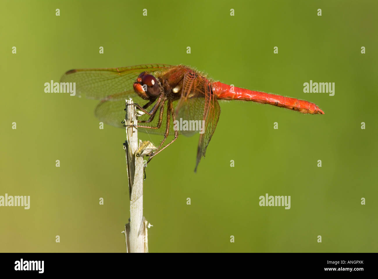 Canada occidentale hi-res stock photography and images - Alamy