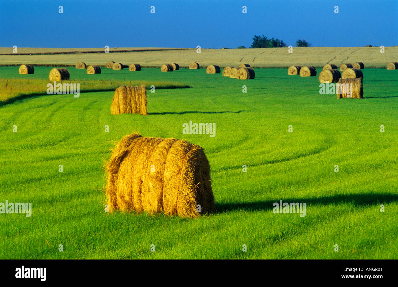 alfalfa bales at sunset, Pilot Mound, Manitoba, Canada Stock Photo Alamy