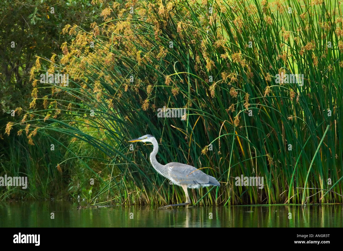 Great blue heron in pond, Winnipeg, Manitoba, Canada. Stock Photo