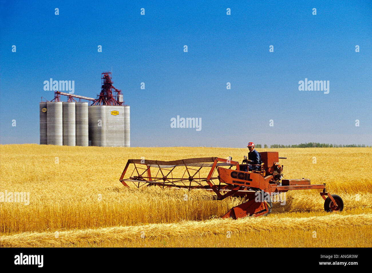 harvesting grain crop with high throughput elevators in background; swathing Canada Western Red Spring Wheat (CWRS) variety AC M Stock Photo