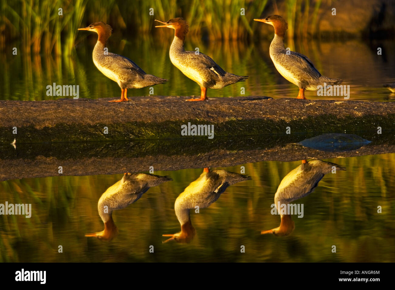 Common mergansers on rock reflecting in water at sunset, Whiteshell Provincial Park, Manitoba, Canada. Stock Photo