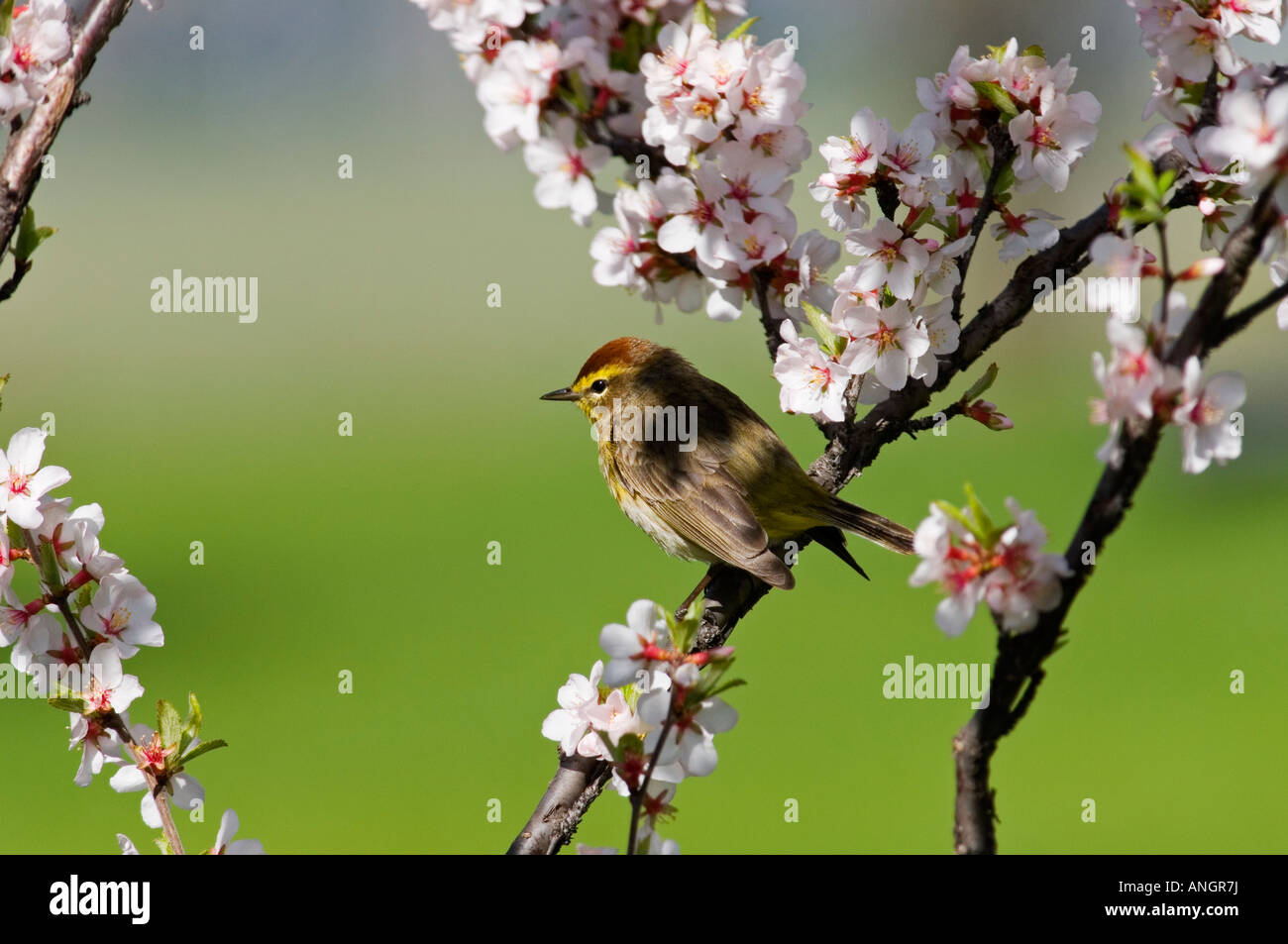 Palm warbler in Nanking cherry, Winnipeg, Manitoba, Canada. Stock Photo