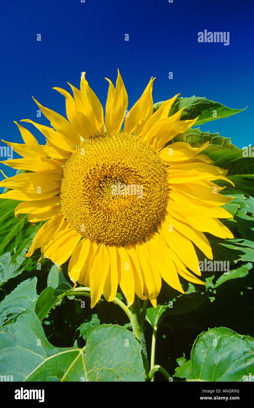 sunflower blossom, Altona, Manitoba, Canada Stock Photo Alamy
