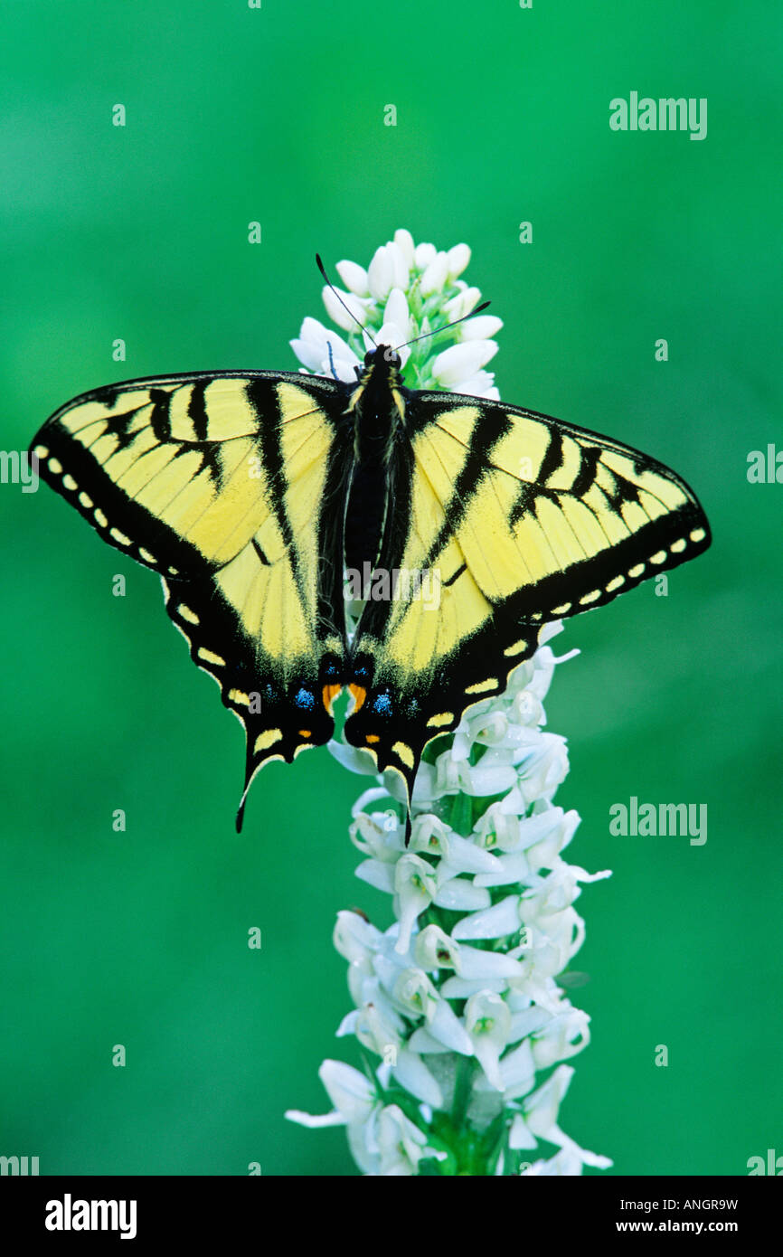 tiger swallowtail on bog orchid, Wells Gray Provincial Park, British Columbia, Canada. Stock Photo