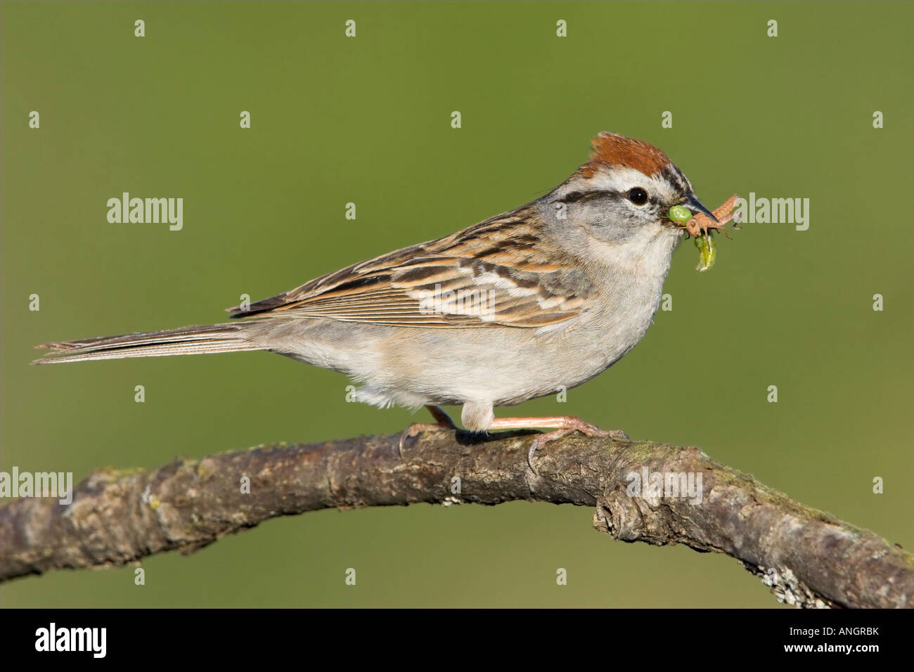 Chipping Sparrow (Spizella passerina), British Columbia, Canada. Stock Photo