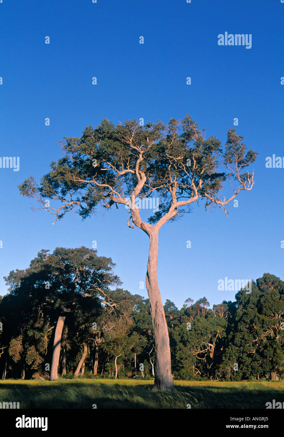 Gum Tree, Margaret River, Western Australia, Australia Stock Photo Alamy
