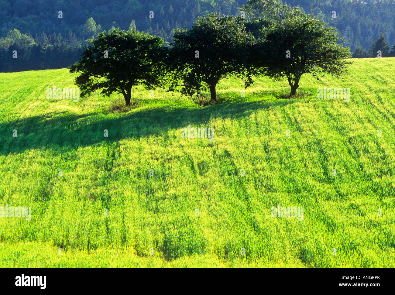 Apple trees in spring, South Melville, Prince Edward Island, Canada Stock Photo Alamy