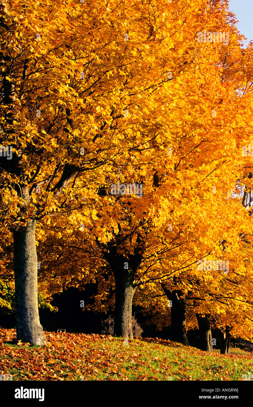 trees in fall foliage, Cornwall, Prince Edward Island, Canada Stock