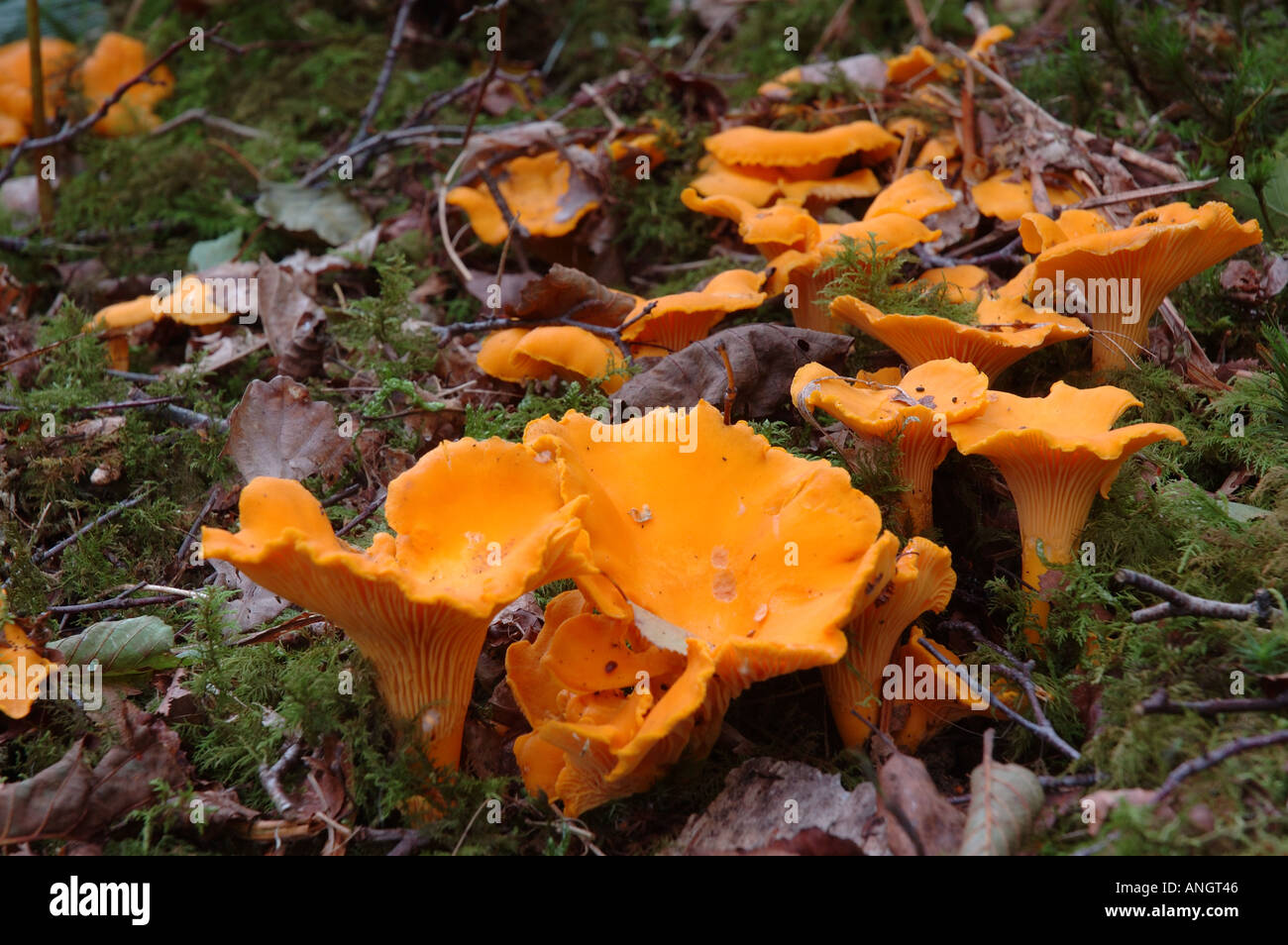 Chantrelle mushrooms hires stock photography and images Alamy