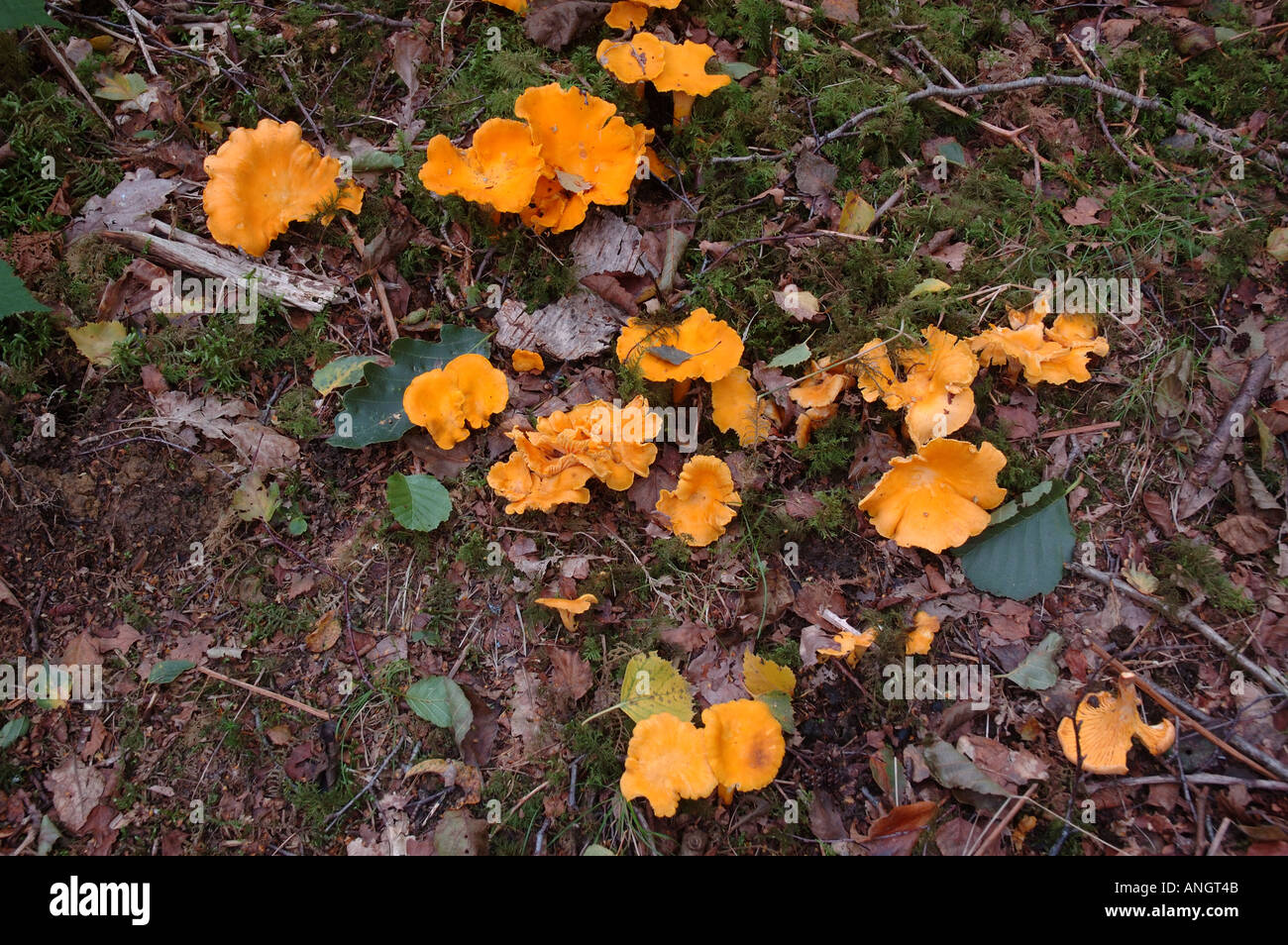 Chantrelle mushrooms growing under birch trees Stock Photo Alamy