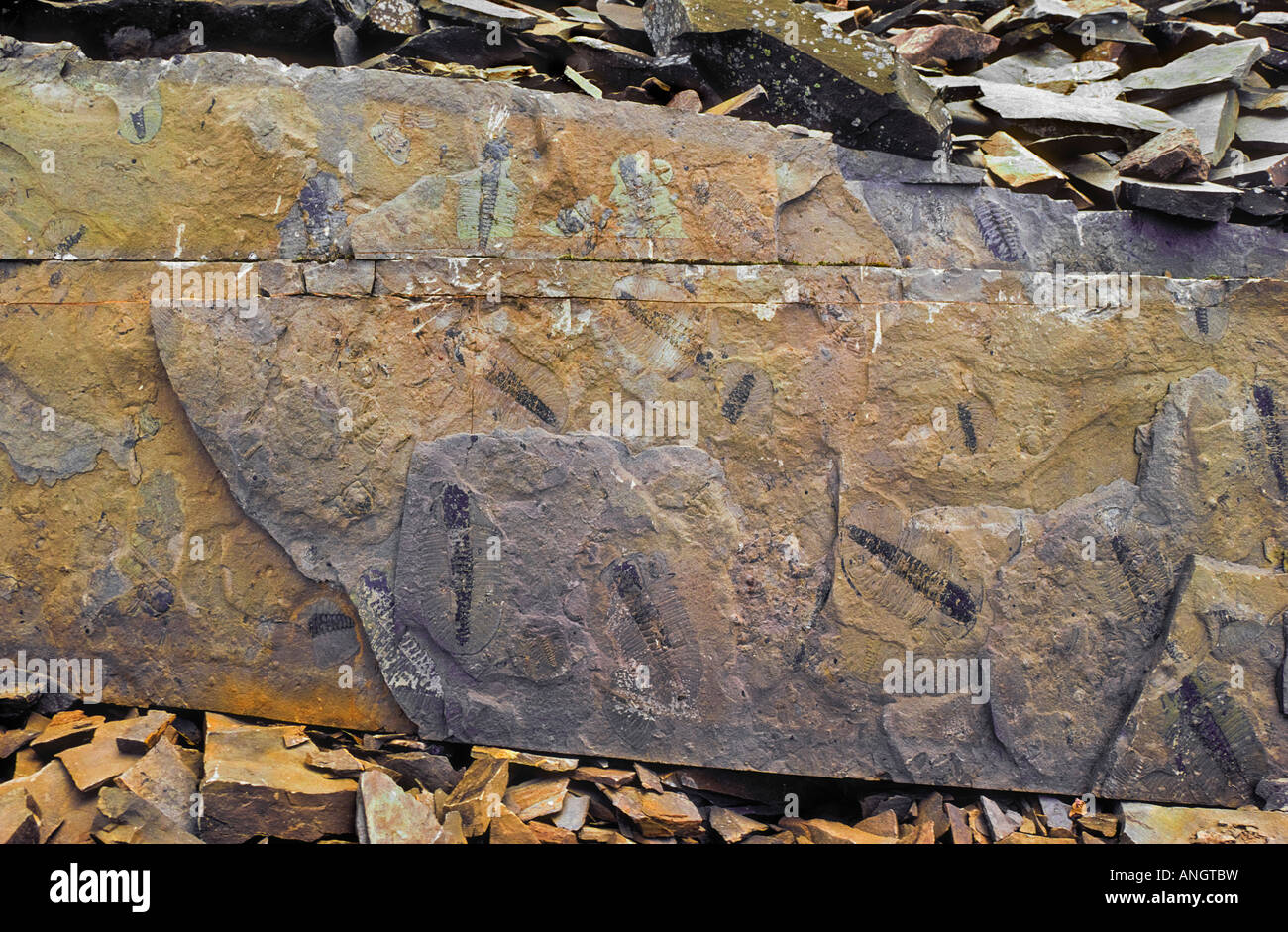 Fossil specimens crowd a vertical wall in the Burgess Shale Fossil Beds