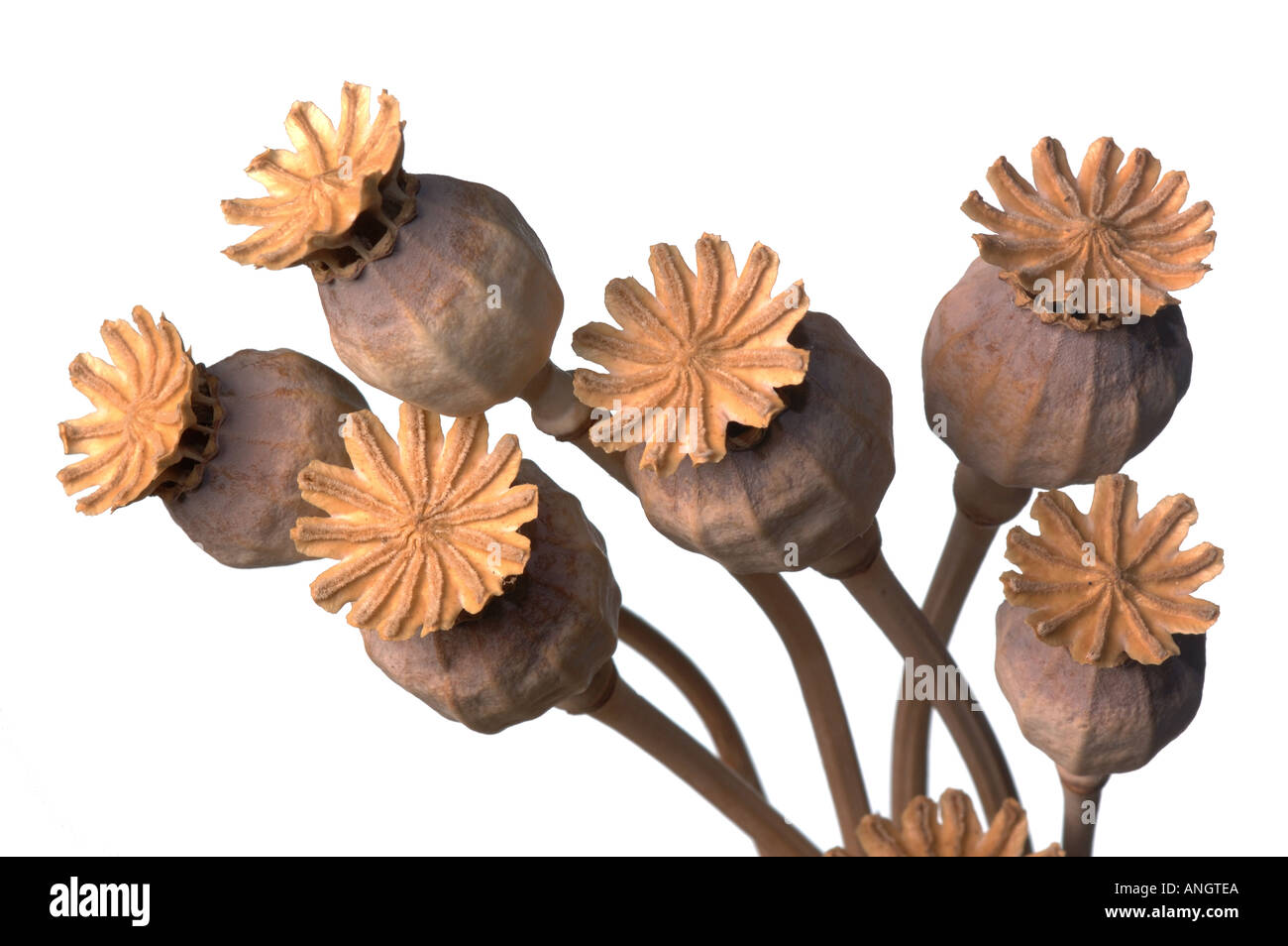 Dried Poppy Seed Heads Stock Photo Alamy