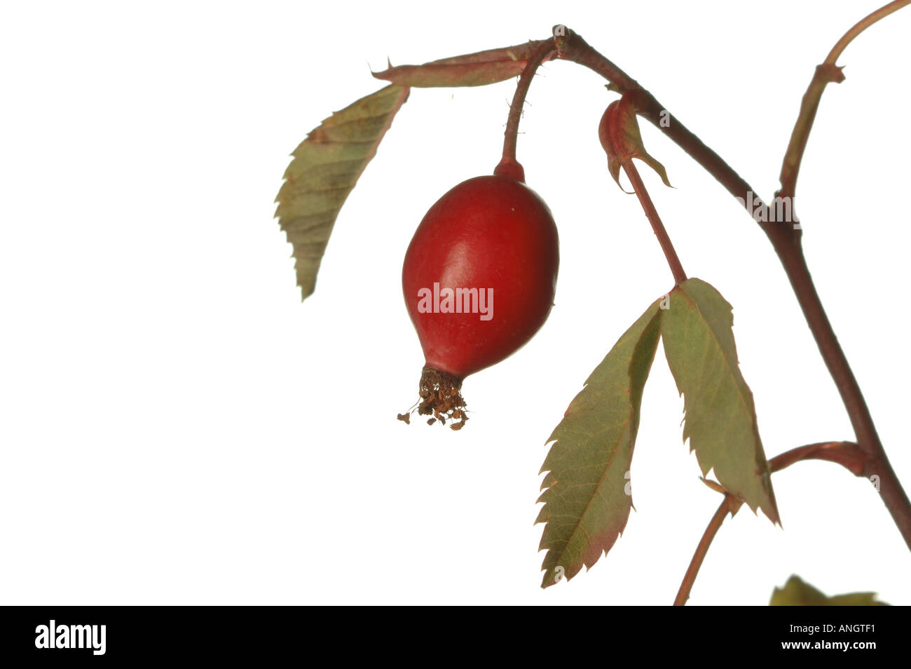Rose hip red fruits hi-res stock photography and images - Alamy