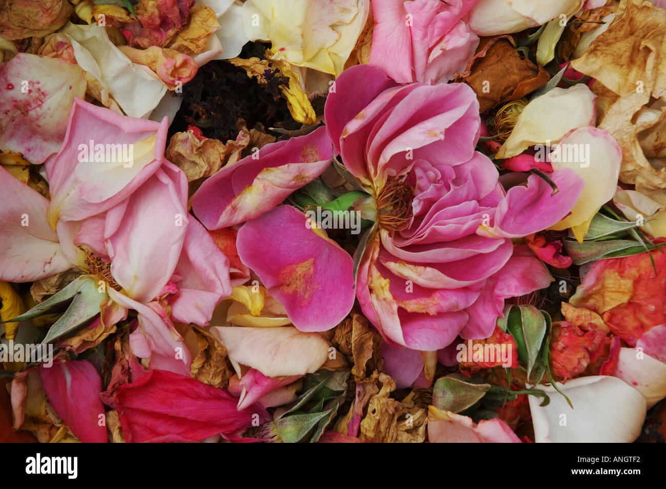 Discarded White Roses Dried and discarded roses Stock Photo - Alamy