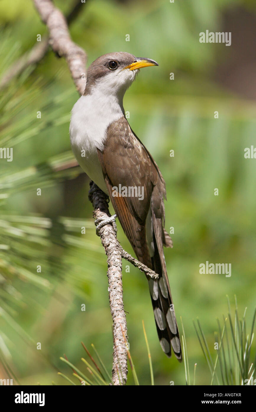 A Yellow-billed Cuckoo (Coccyzus americanus) at Long Point in Ontario, Canada. Stock Photo