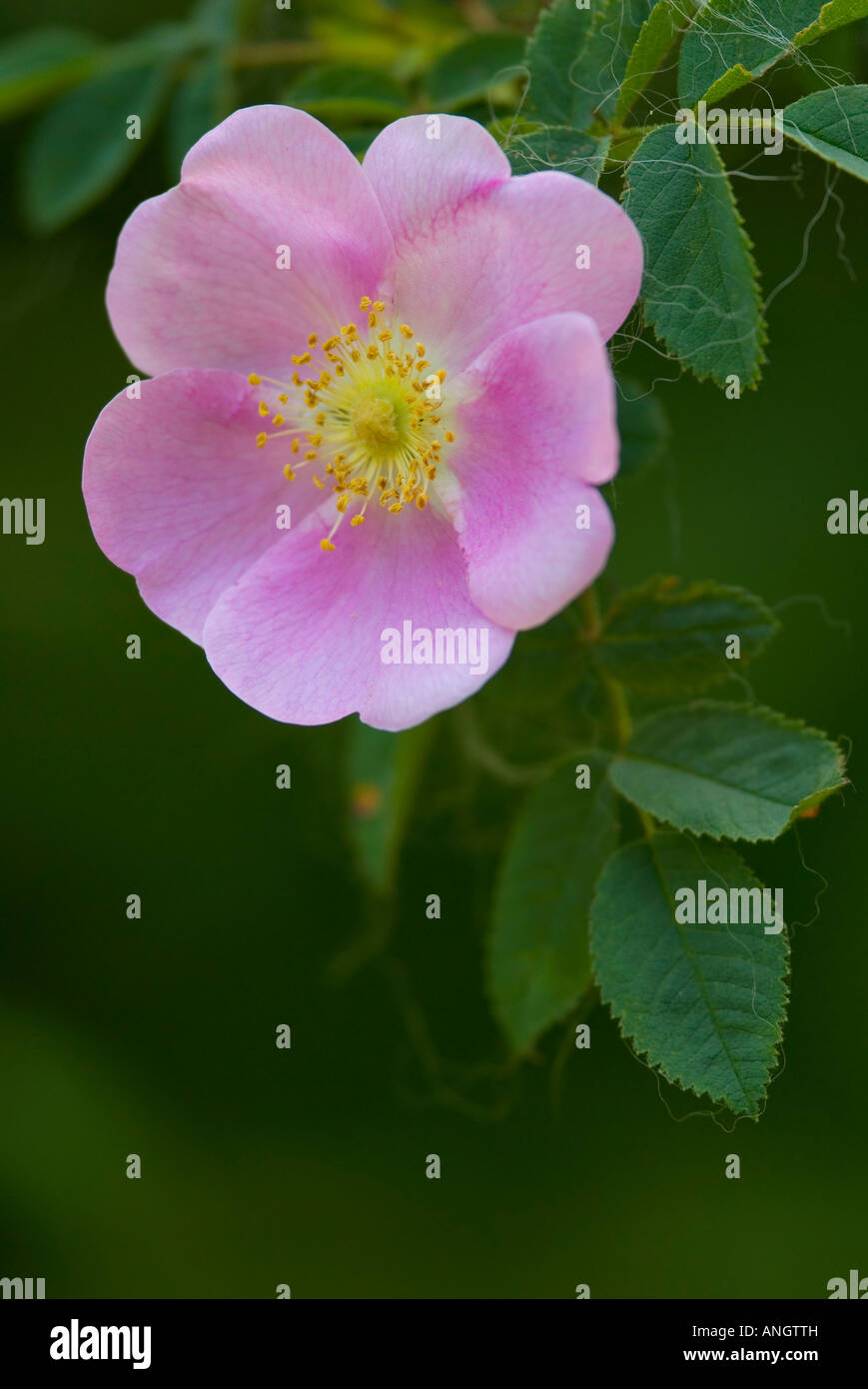 Wild Rose (Rosa arkansana), British Columbia, Canada Stock Photo - Alamy