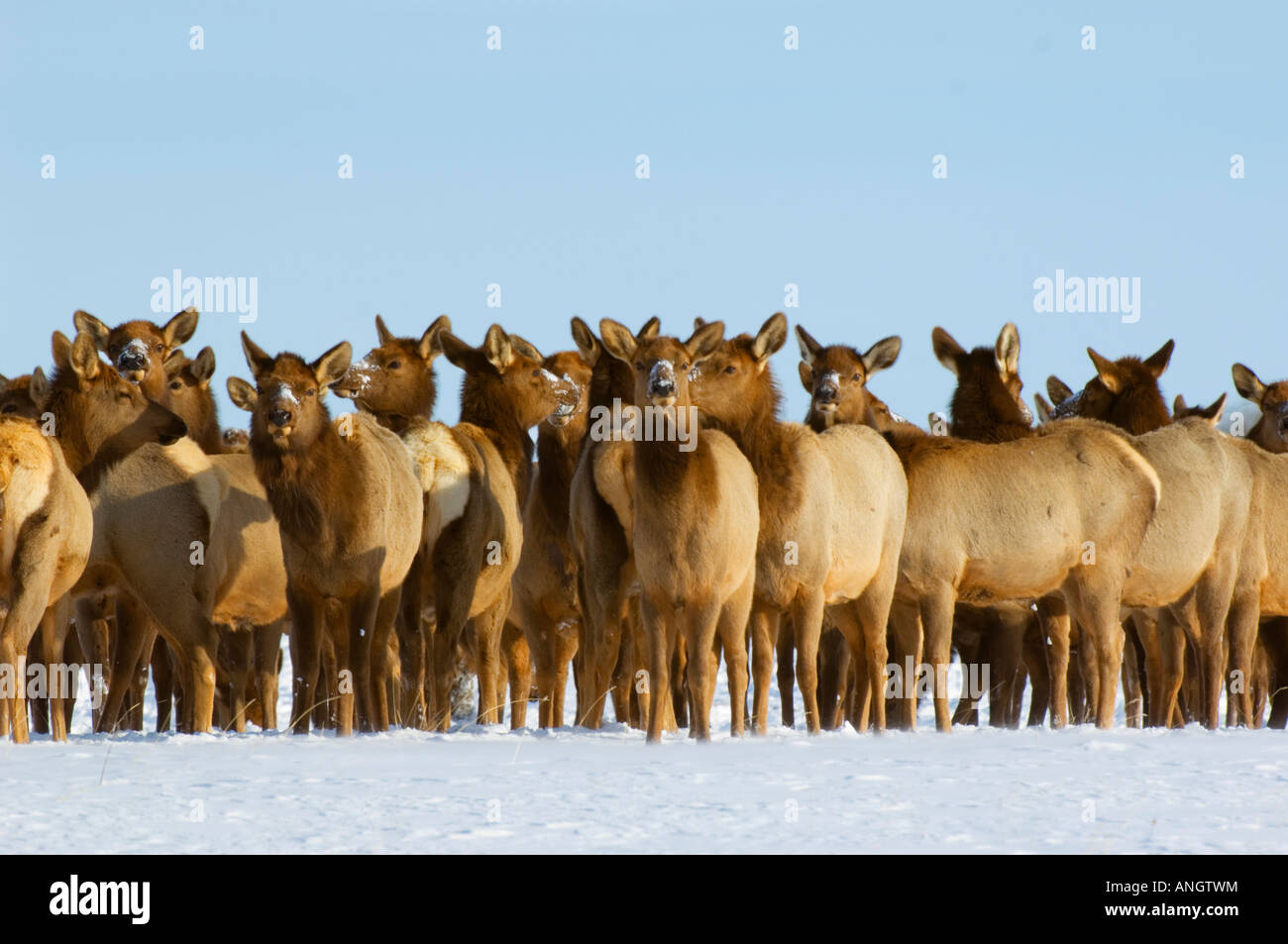 Elk (Cervus elaphus) Females gathered on a hilltop. When Elk gather in a tight group they are either alarmed for some reason or Stock Photo