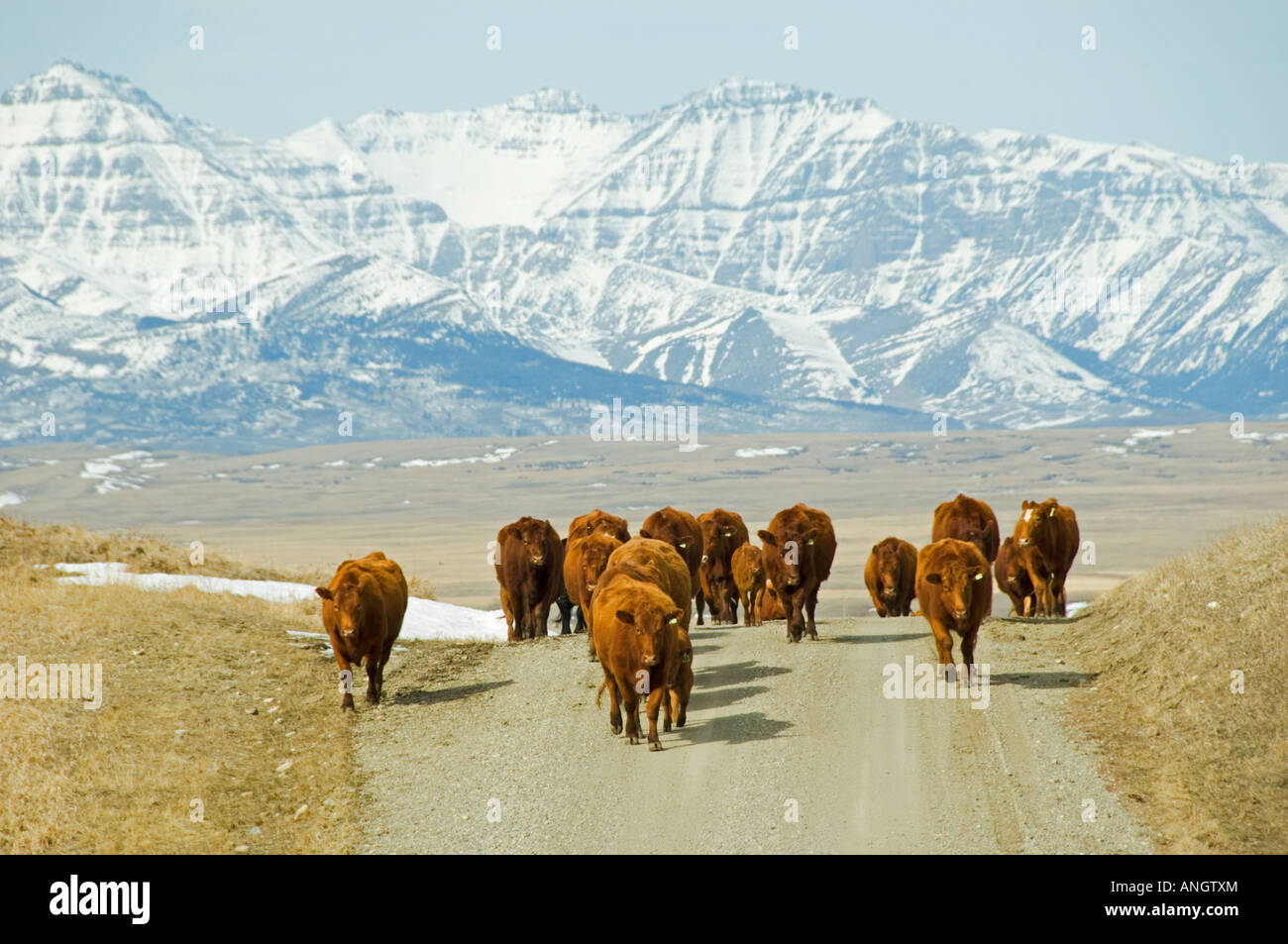 Red Angus (Bos taurus) Females and Calves. Ranchers in this area often drive their cattle along country roads to change pastures Stock Photo