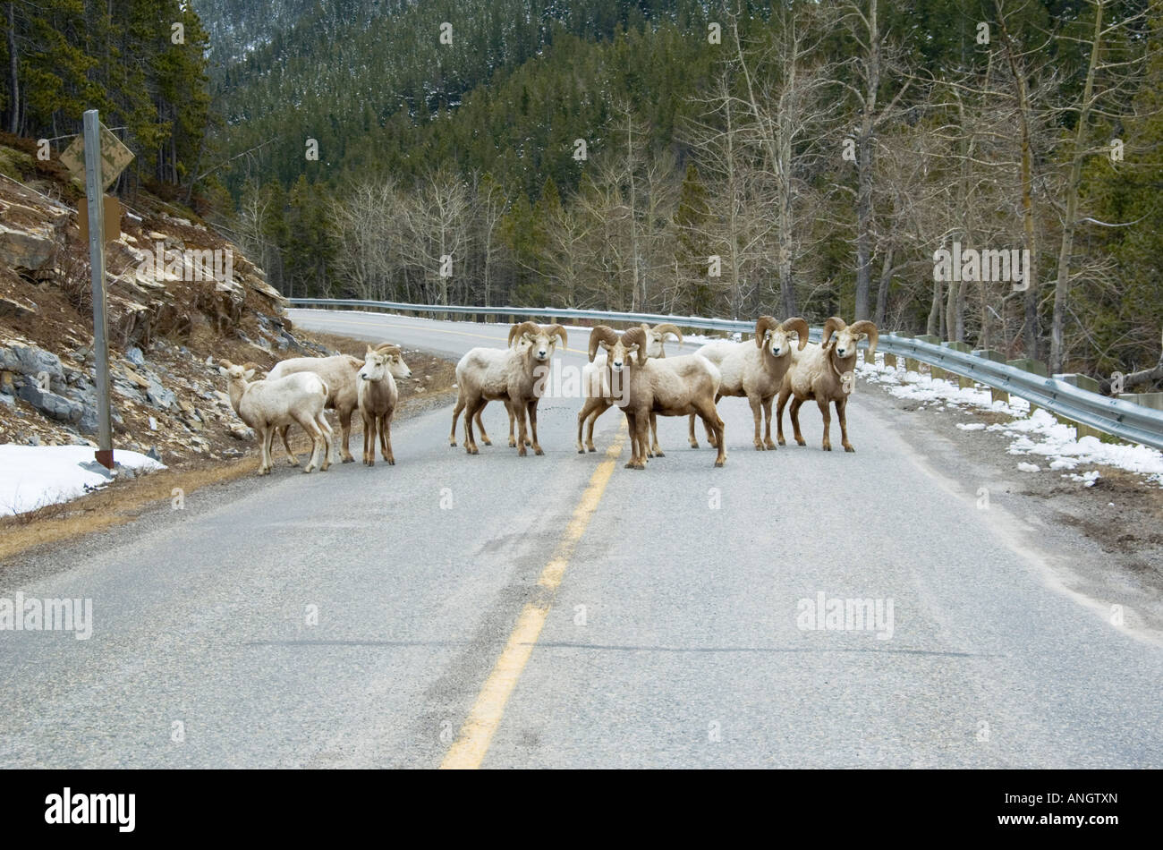 Bighorn Sheep (Ovis canadensis) band together in spring and move to higher summer ranges. Their lighter coloured winter coats wi Stock Photo