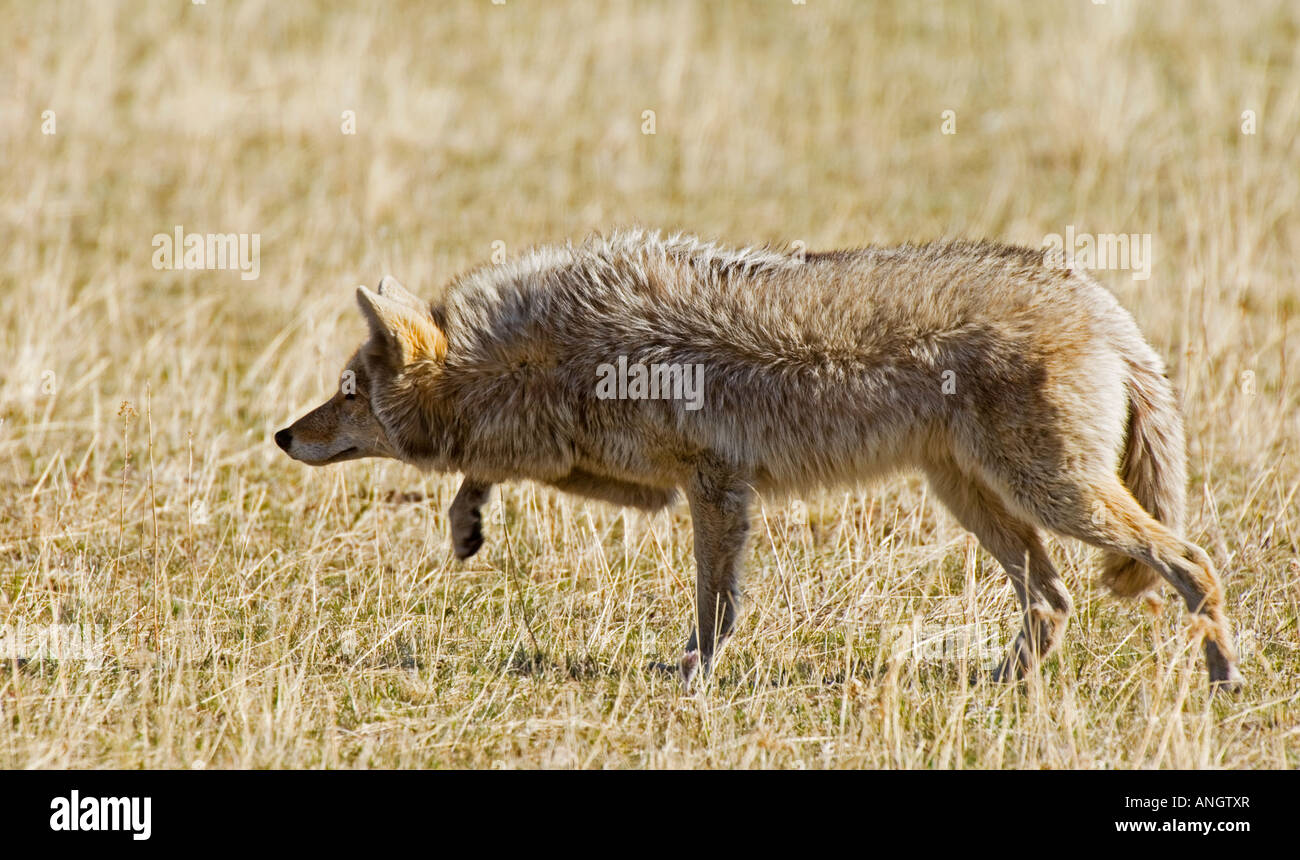 Coyote (Canis latrans) adult hunting in meadow. It's long light-coloured coat will soon be shed as the weather turns warmer. Wat Stock Photo