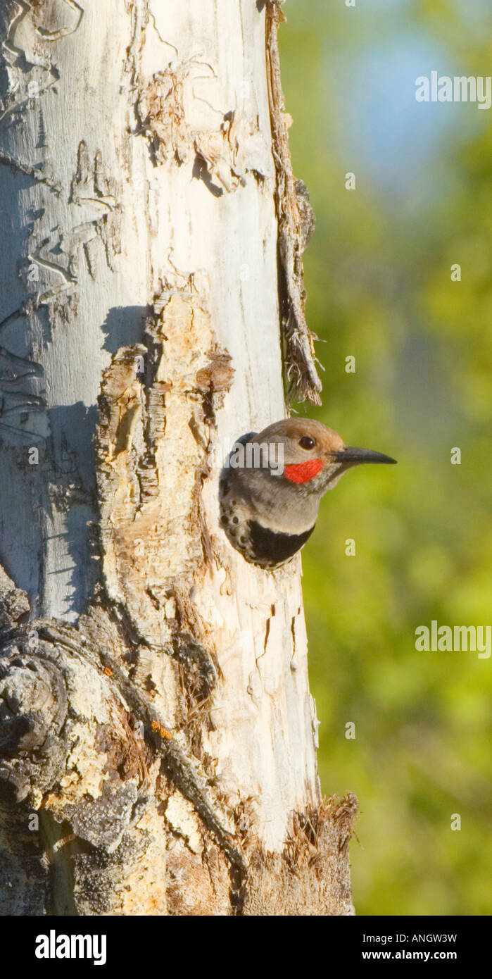 Northern Flicker (Colaptes auratus) Male Red-shafted. Numerous and widespread in open woods. Feed heavily on ants from ground bu Stock Photo