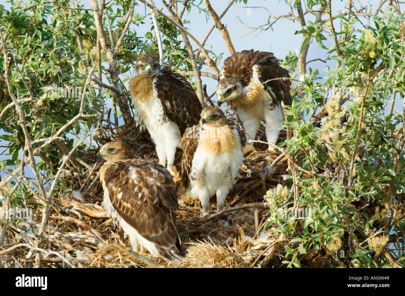 Ferruginous hawk nest hires stock photography and images Alamy