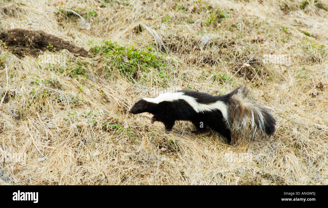 Stripped Skunk (Mepbitis mepbites) Adult searching for food. Omnivorous they feed on a wide variety of vegetable matter insects Stock Photo