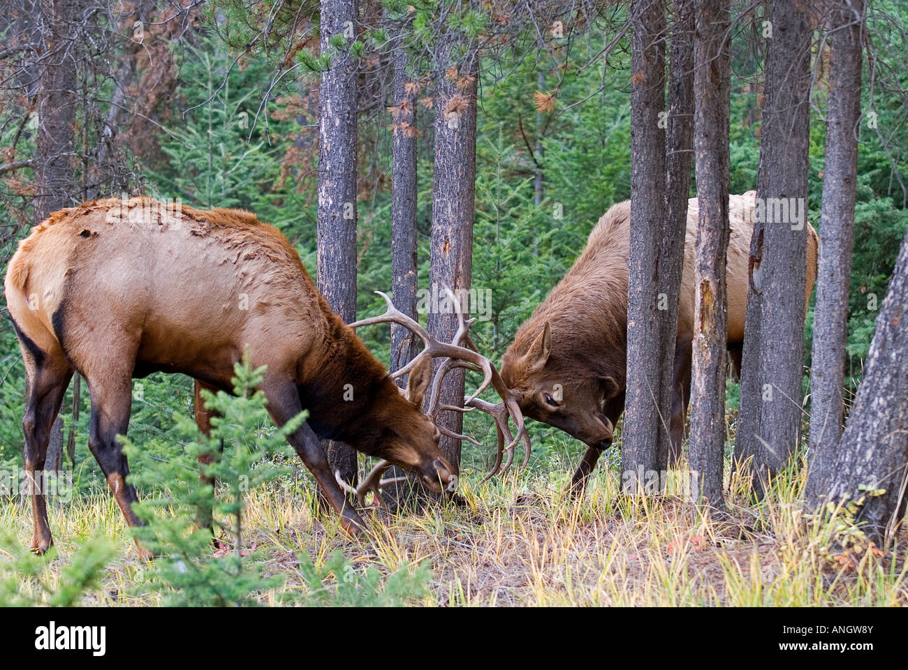 Elk bulls fighting hires stock photography and images Alamy
