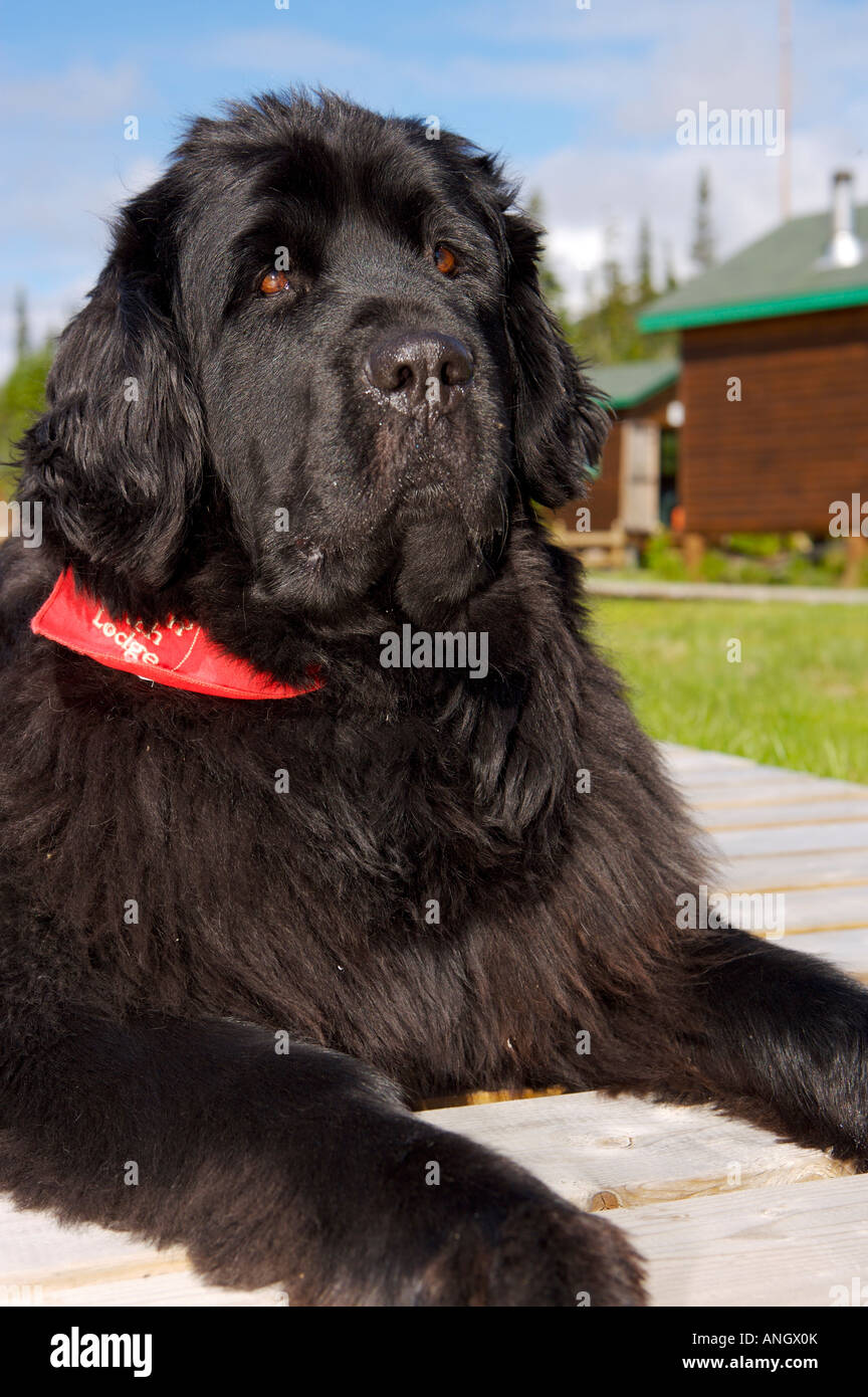 Ella The Newfoundland Dog At Rifflin Hitch Lodge In Southern Stock Photo Alamy