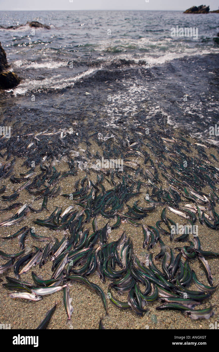 Mallotus Villosus Stock Photos & Mallotus Villosus Stock Images - Alamy