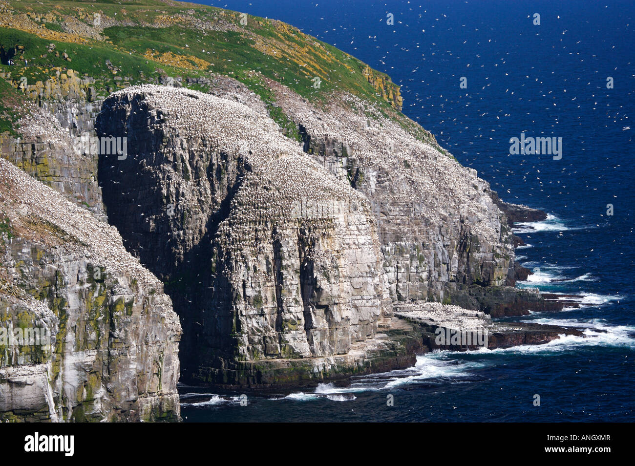 Sheer cliffs and coastline at the Cape St Mary's Ecological Reserve, Cape St Mary's, also known as The Cape, The Cape Shore, Pla Stock Photo