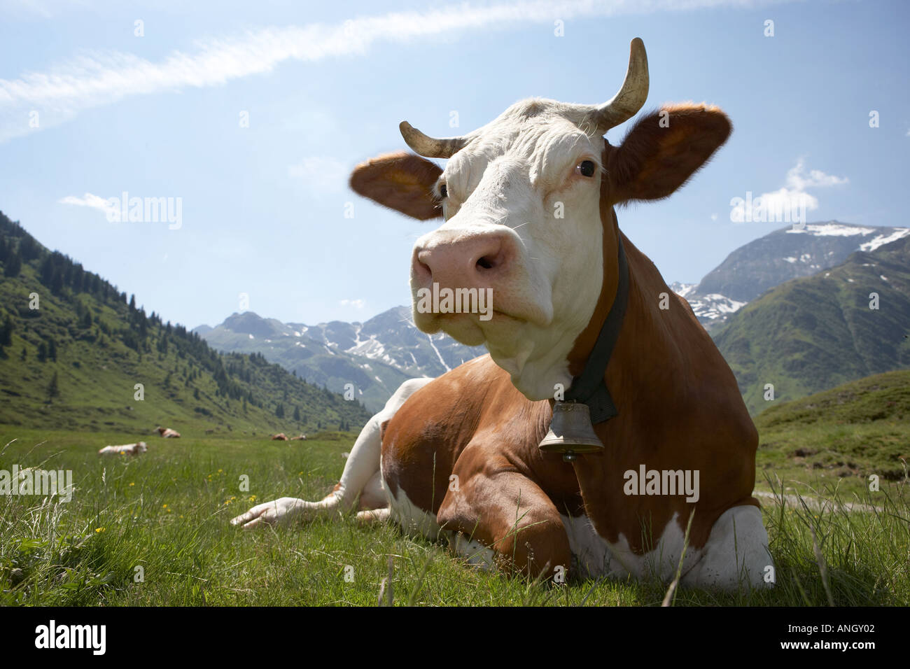 Happy cow Stock Photo