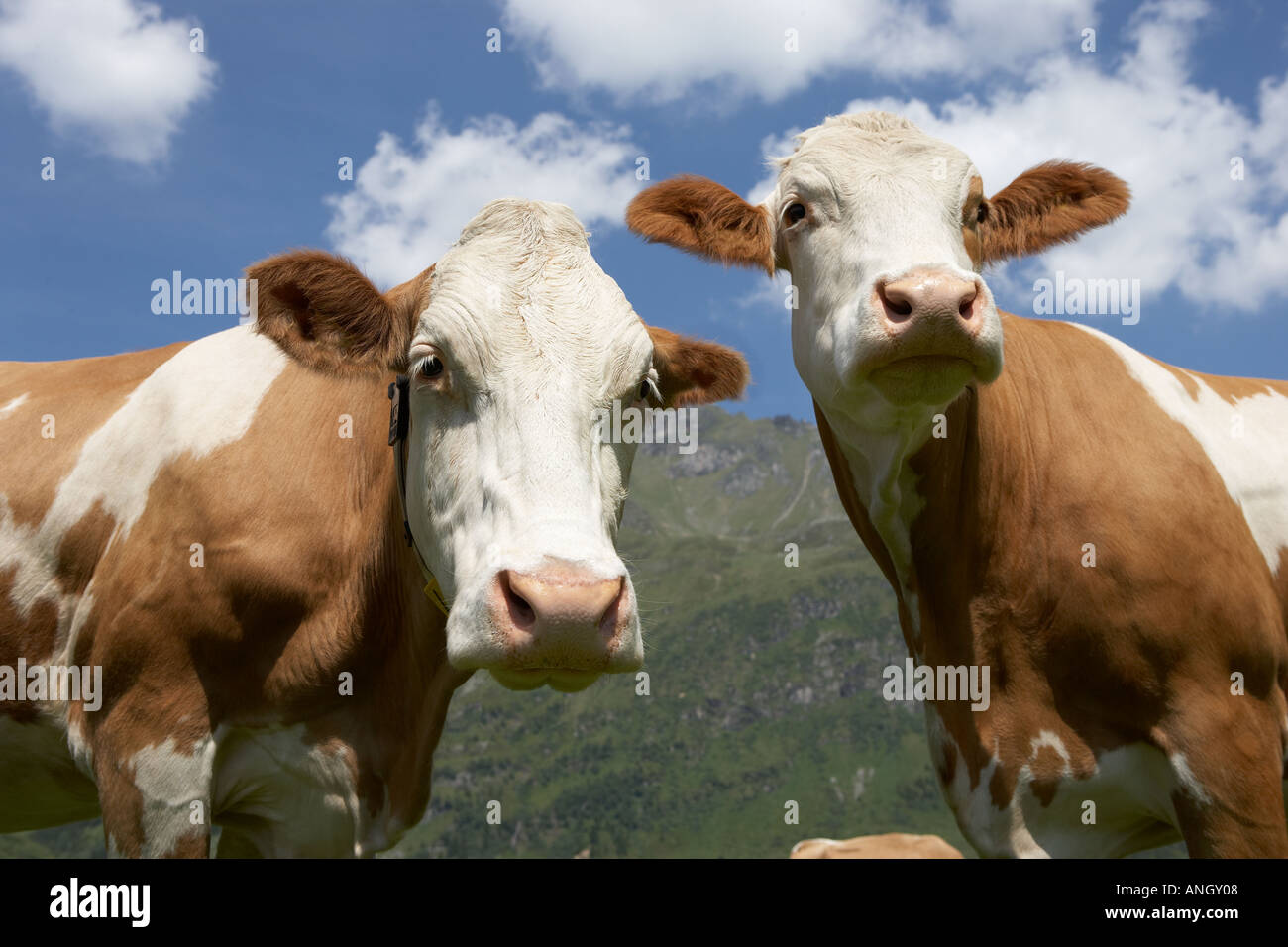 Two cows Stock Photo