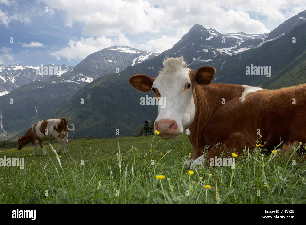 Cow Stock Photo
