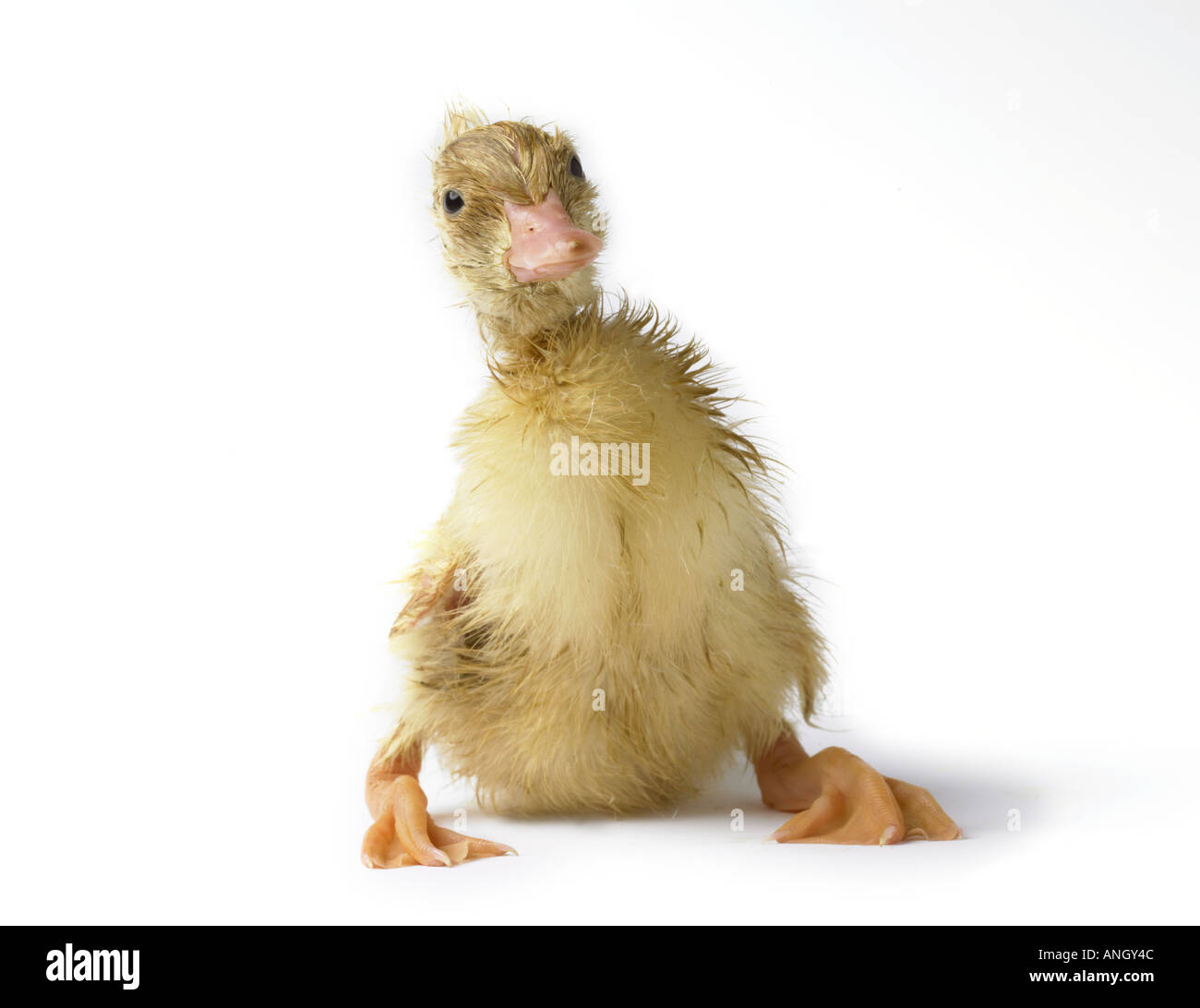 Baby duck Stock Photo