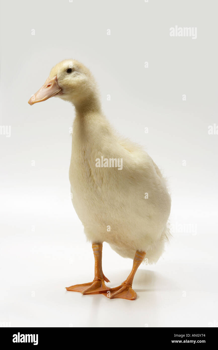 White duck cut out hi-res stock photography and images - Alamy