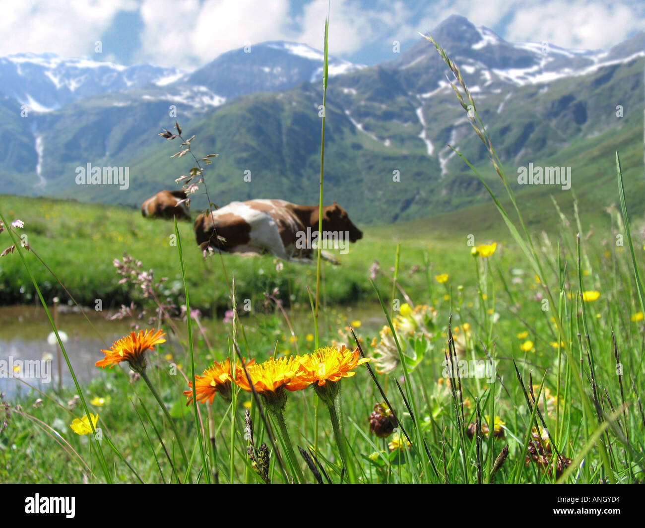 Alpine meadow Stock Photo