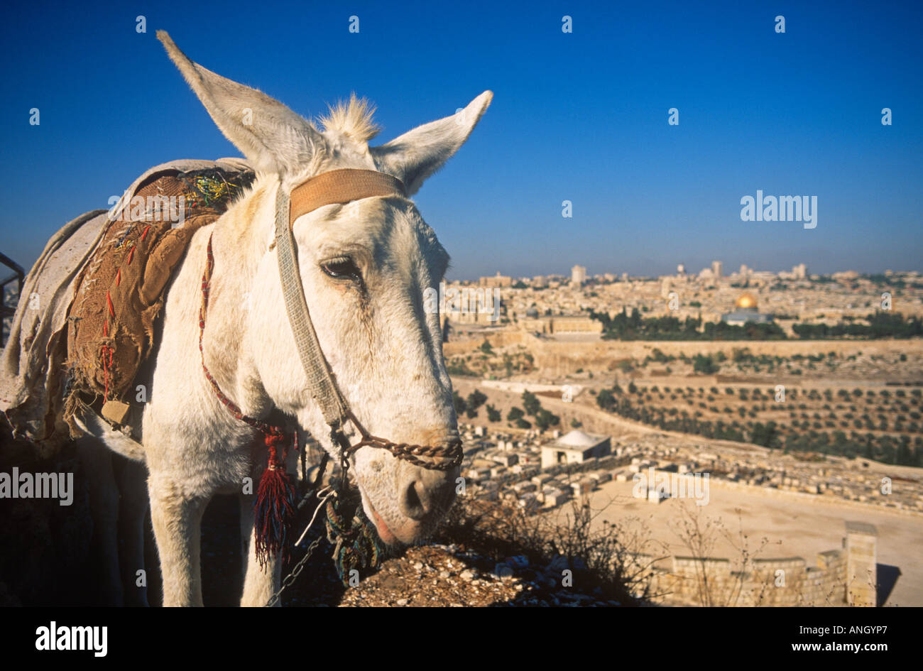 Jerusalem donkey hires stock photography and images Alamy