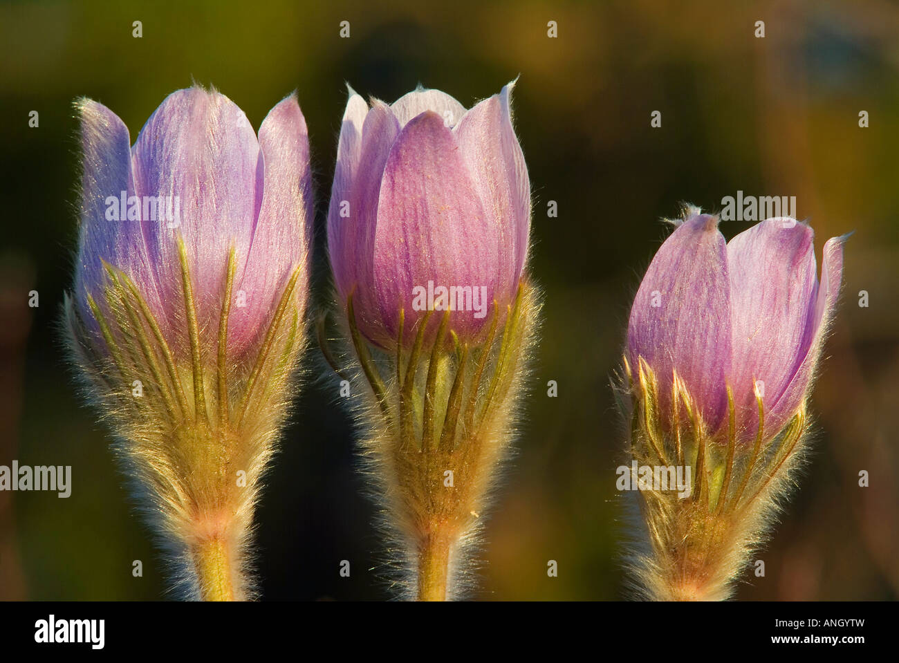 Prairie crocus, Sandilands Provincial Forest, Manitoba, Canada Stock