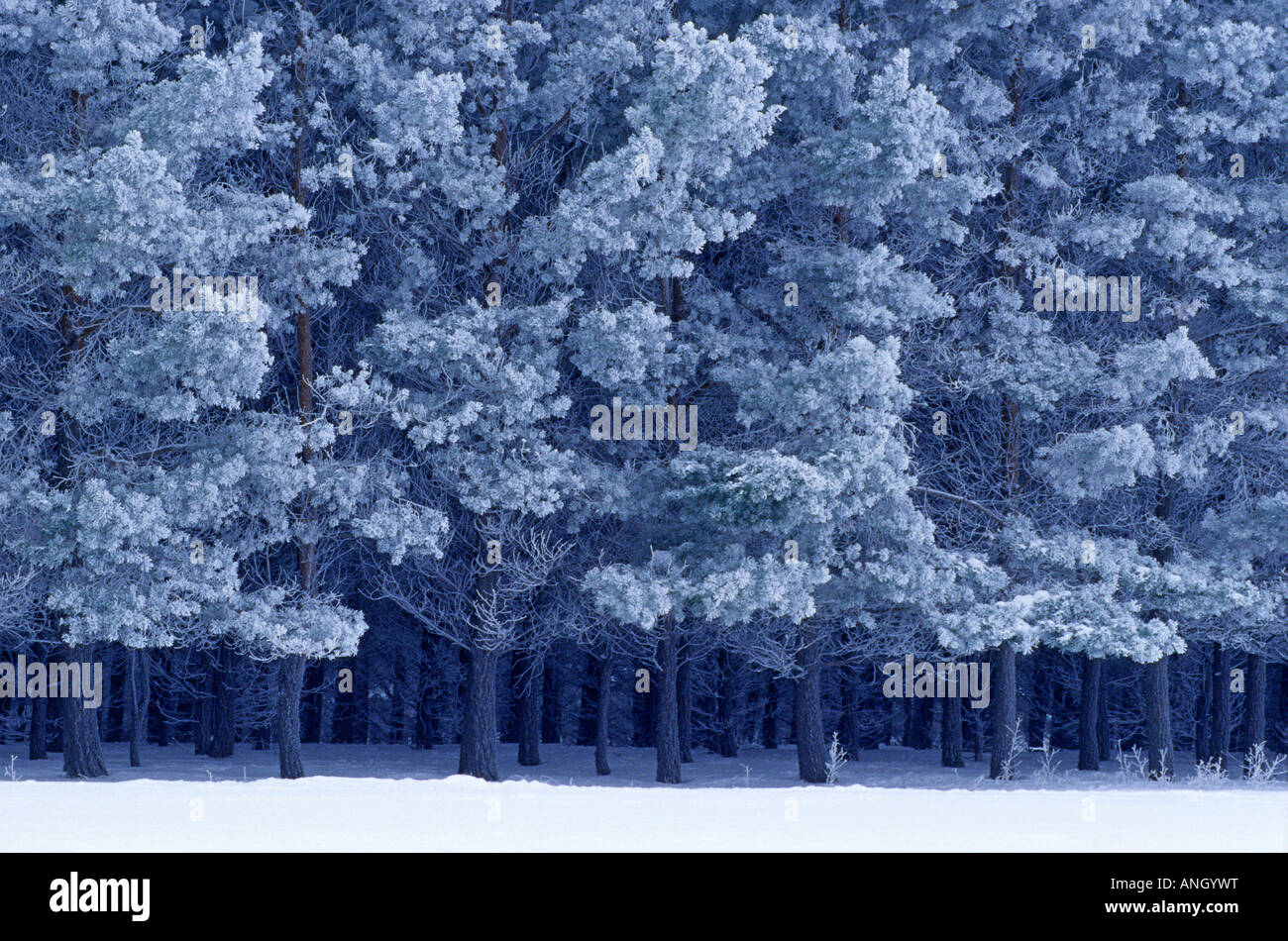 Hoarfrost on Scots Pines, Birds Hill Provincial Park, Manitoba, Canada. Stock Photo