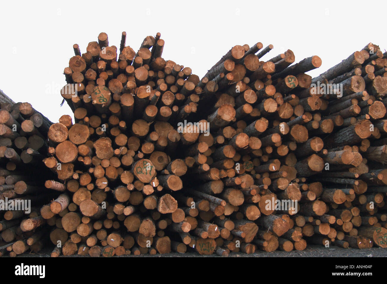 cut trees for lumber Stock Photo Alamy